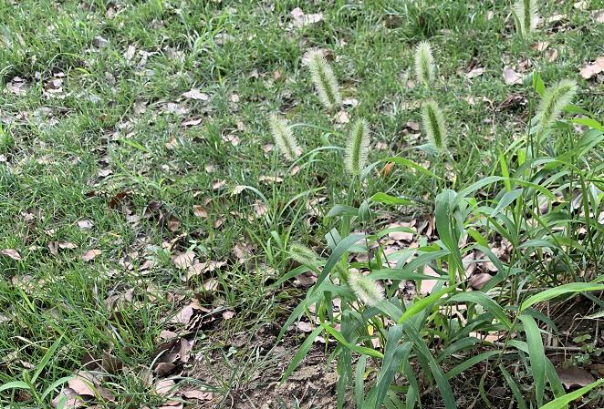 養(yǎng)森瘦瘦包減肥管用有效嗎