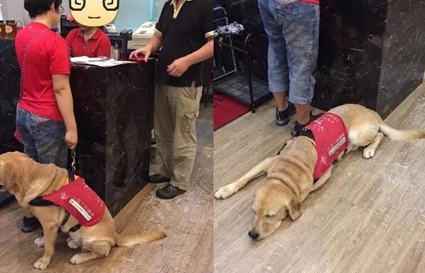 女子帶導(dǎo)盲犬進(jìn)海底撈兩度被拒