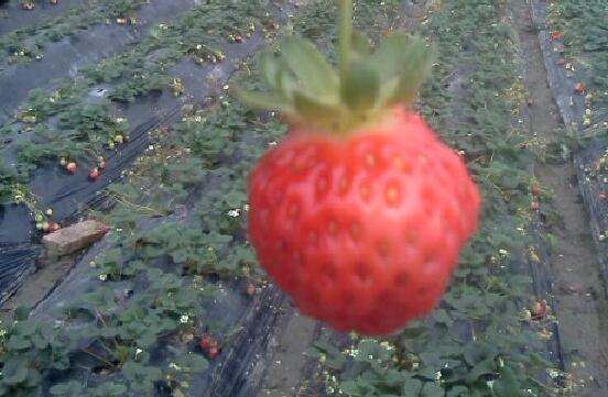 草莓的營(yíng)養(yǎng)價(jià)值及功效與作用