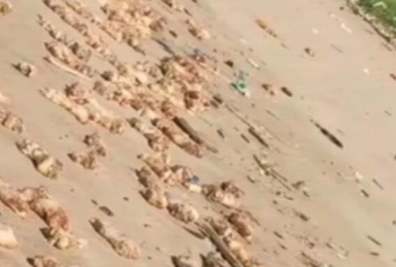 東莞海灘出現(xiàn)大量豬蹄和內(nèi)臟