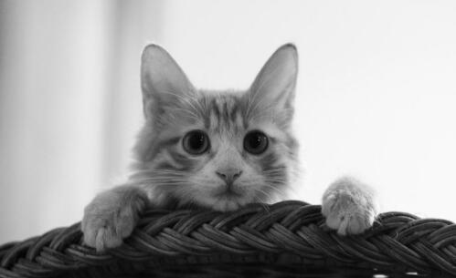 外賣騎手當(dāng)街虐貓被平臺(tái)永久封號(hào)