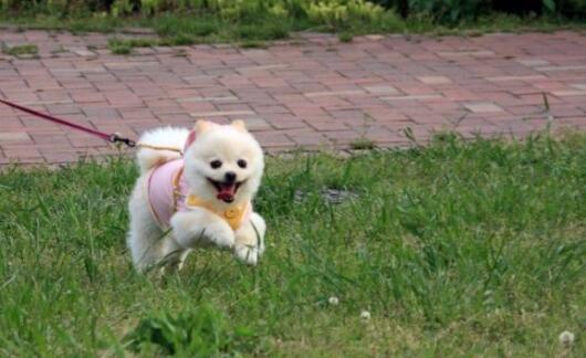 新京報暗訪河北狗攆兔賭局