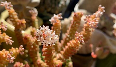 新冠或永久損傷男性性功能