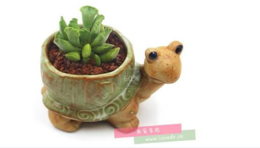 多肉的童話(huà)故事