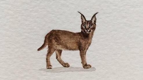 中疾控詳解地獄犬變異毒株