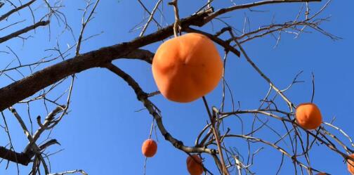 男人多吃柿子對(duì)性功能好嗎