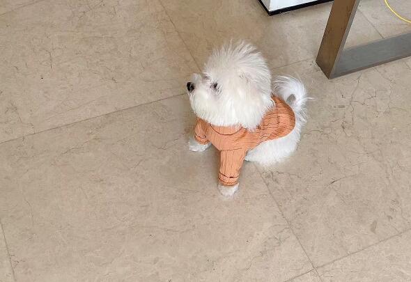 寵物訓(xùn)練多少錢(qián)?