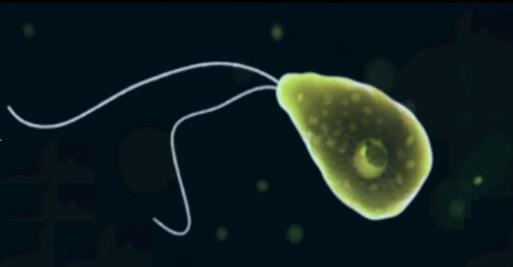 男子用自來水洗臉感染食腦蟲死亡