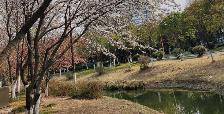 花開(kāi)的句子唯美