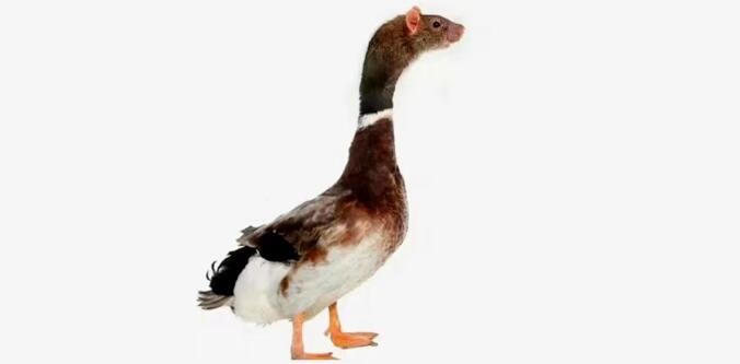 鼠頭鴨脖事件異物為鼠頭