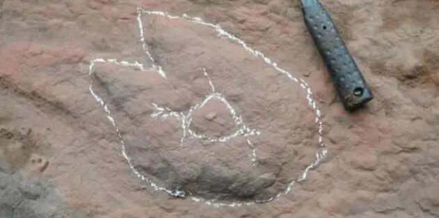 男孩玩耍時發(fā)現(xiàn)罕見恐龍足跡