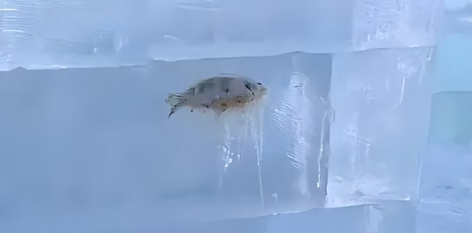 哈爾濱冰雕含魚量極高