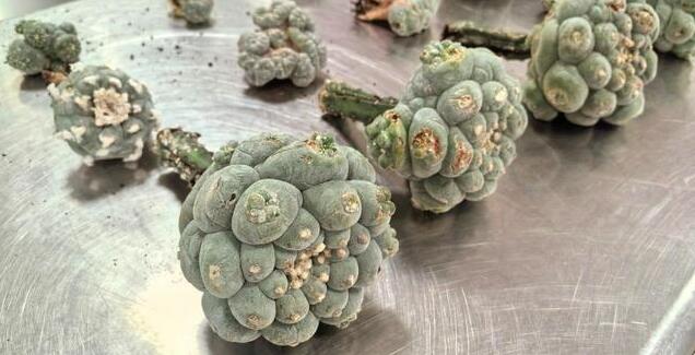 海關(guān)截獲十幾株致幻多肉烏羽玉