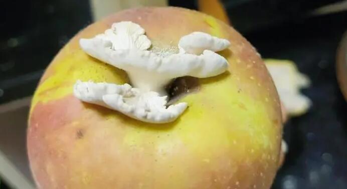 蘋果長出大蘑菇裂褶菌