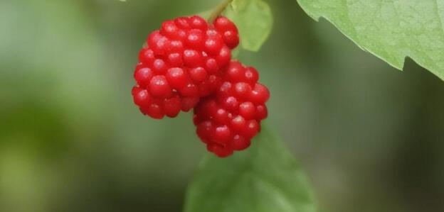 邁開(kāi)腿讓我看看你的草莓圖