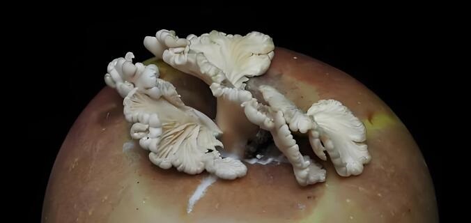 上海網(wǎng)友集中曬蘑菇