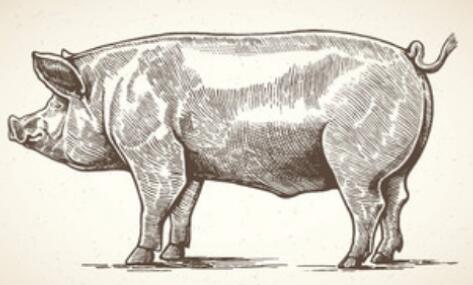 中國(guó)團(tuán)隊(duì)在豬體內(nèi)培育出人類腎臟