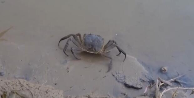 新疆塔克拉瑪干沙漠養(yǎng)出了大螃蟹