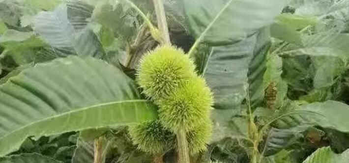 留學生在意大利把馬栗當板栗